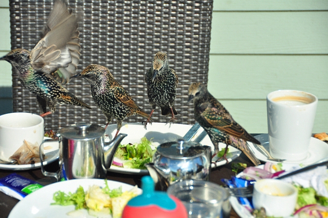 Kath-071.jpg - STARLING - BNSS WALK - WICK, CHRISTCHURCH AND HENGISTBURY HEAD - 25.9.14