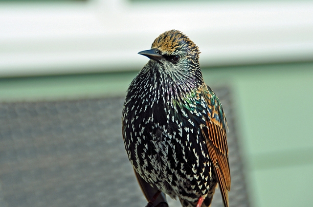 Kath-088.jpg - STARLING - BNSS WALK - WICK, CHRISTCHURCH AND HENGISTBURY HEAD - 25.9.14