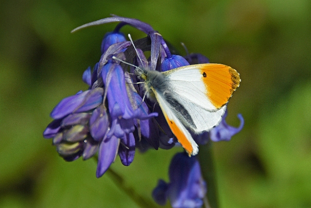 k-173.jpg - ORANGE TIP ON NATIVE BLUEBELL - BNSS - BERE REGIS, DORSET - 28.4.16