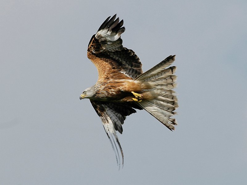 br-01.jpg - RED KITE - MID-WALES - 9.6.07