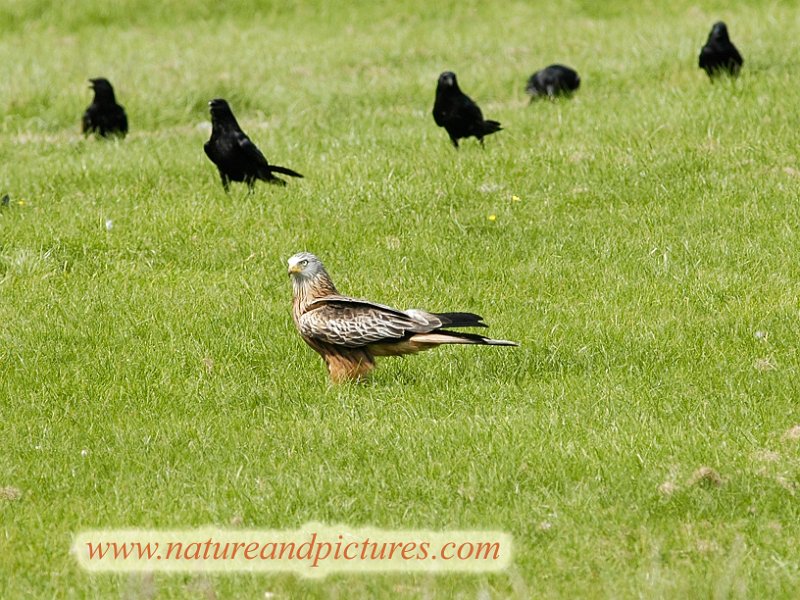 br-08.jpg - RED KITE - MID-WALES - 9.6.07