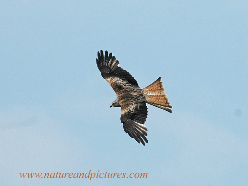 br-12.jpg - RED KITE - MID-WALES - 9.6.07