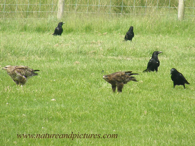 br-16.jpg - BUZZARDS & RAVENS - GIGRIN, MID-WALES - 9.6.07