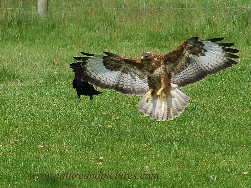 br-17.jpg - BUZZARD - MID-WALES - 9.6.07