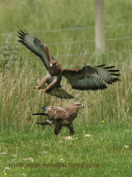 br-19.jpg - BUZZARDS - GIGRIN, MID-WALES - 9.6.07