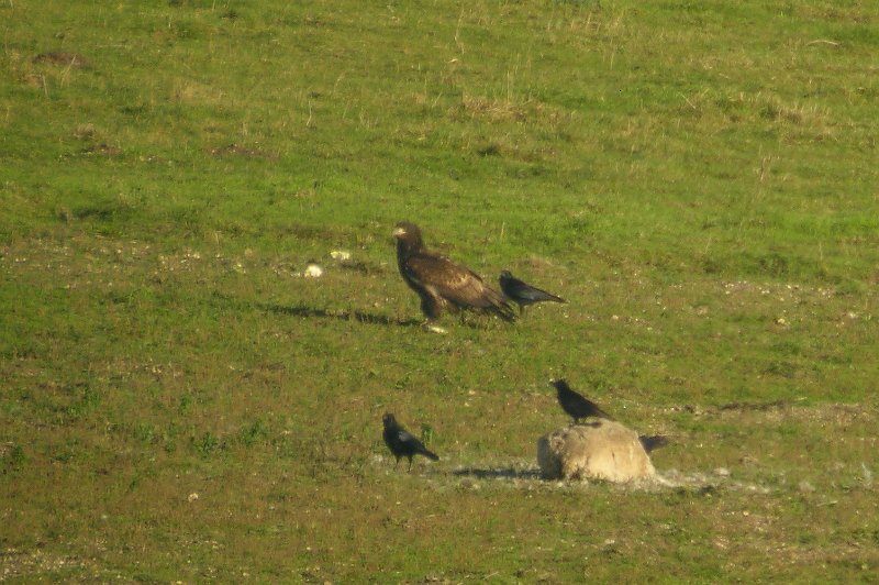 br-75.jpg - WHITE-TAILED SEA EAGLE - QUARLEY, HANTS - 28.11.07 - HERE WITH RAVENS - (DIGISCOPED FROM 1/4 MILE)