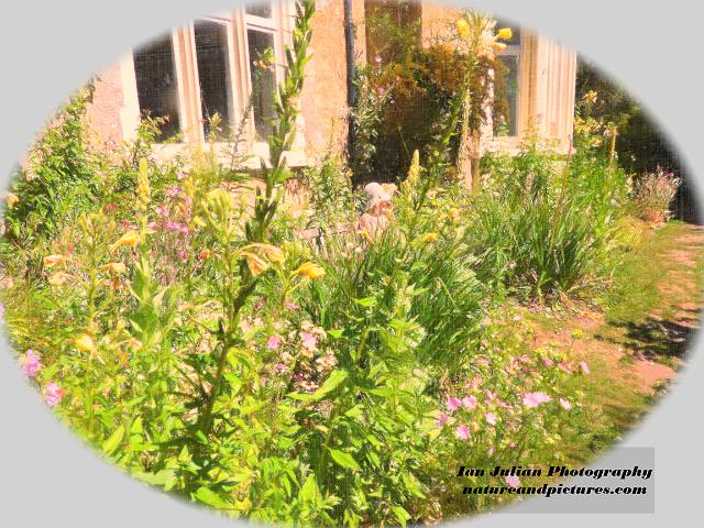 DSCN0675_edited-2.jpg - BROWNSEA ISLAND - 15.7.19