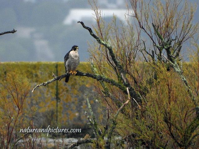 DSCN0785_edited-2.jpg - PEREGRINE - BROWNSEA ISLAND, DORSET - 17.10.18