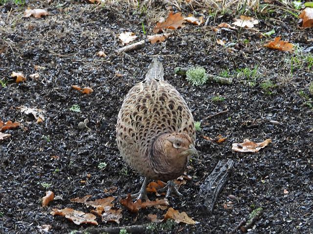 DSCN0876_edited-1.jpg - PHEASANT - BROWNSEA ISLAND, DORSET - 17.10.18