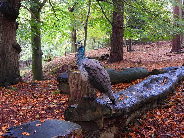 DSCN1119_edited-1.jpg - PEAHEN - BROWNSEA ISLAND, DORSET - 17.10.18