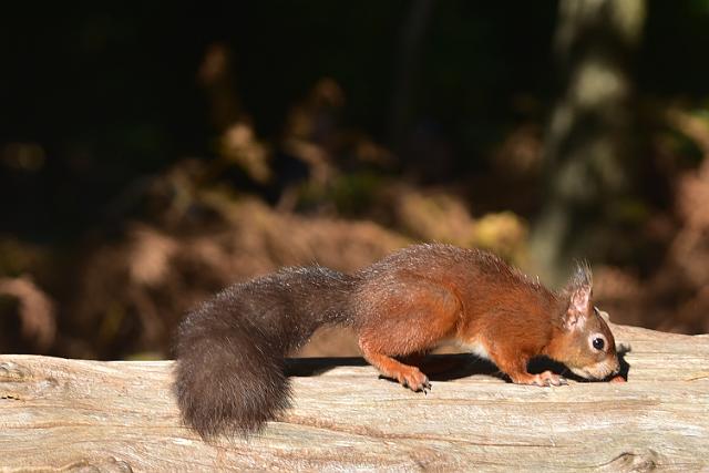 DSC_1766_edited-1.jpg - RED SQUIRREL - BROWNSEA - OCTOBER 2017