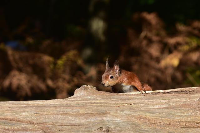 DSC_1783_edited-1.jpg - RED SQUIRREL - BROWNSEA ISLAND, POOLE HARBOUR - 8.10.17