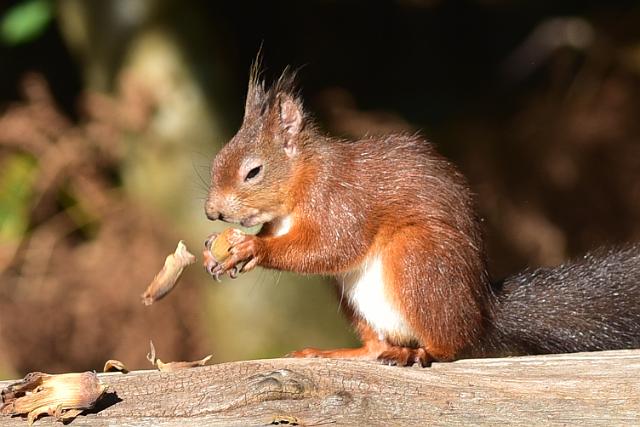 DSC_1792_edited-1.jpg - RED SQUIRREL - BROWNSEA ISLAND, POOLE HARBOUR - 8.10.17