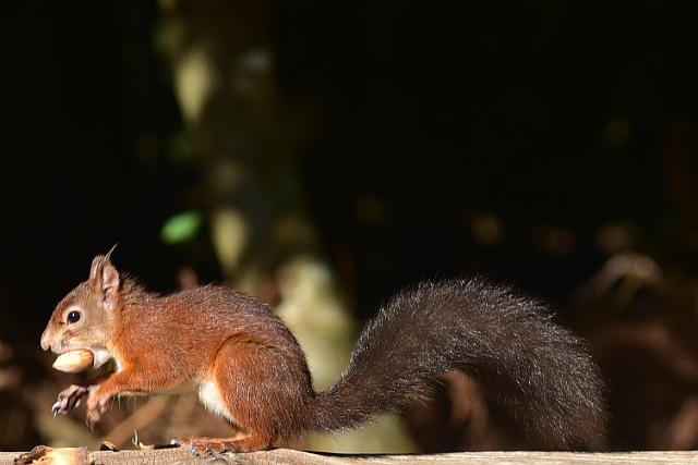 DSC_1795_edited-1.jpg - RED SQUIRREL - BROWNSEA ISLAND - POOLE HARBOUR - 8.10.17