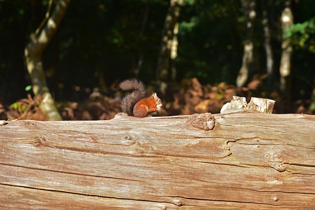DSC_1803_edited-1.jpg - RED SQUIRREL - BROWNSEA ISLAND, POOLE HARBOUR - 8.10.17