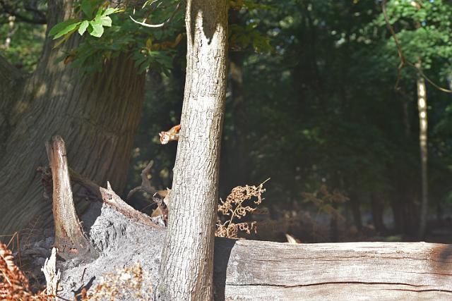 DSC_1866_edited-1.jpg - RED SQUIRREL - BROWNSEA ISLAND, POOLE HARBOUR - AUTUMN 2017