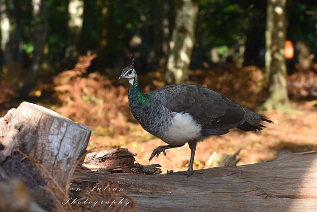 DSC_1976_edited-2.jpg - PEAHEN - BROWNSEA ISLAND, POOLE HARBOUR - AUTUMN 2017 - SUNNY DORSET