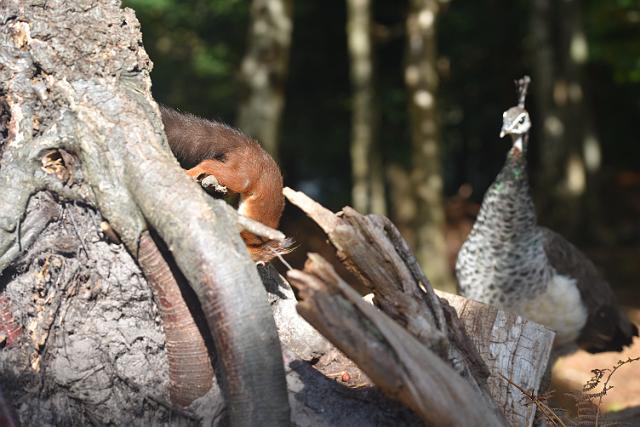 DSC_1979_edited-1.jpg - RED SQUIRREL - BROWNSEA ISLAND, POOLE HARBOUR - AUTUMN 2017