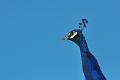 DSC_0351_edited-1
