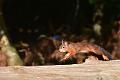 DSC_1784_edited-1