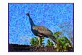 DSC_2108_edited-2