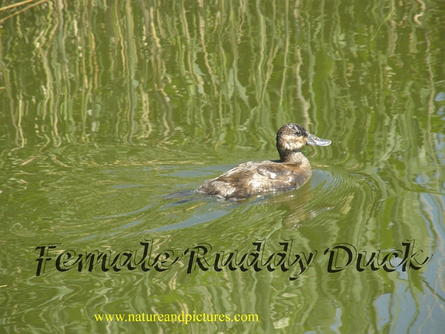 BDGEESE-78.jpg - FEMALE RUDDY DUCK - RADIPOLE - WEYMOUTH, DORSET - 24/5/07
