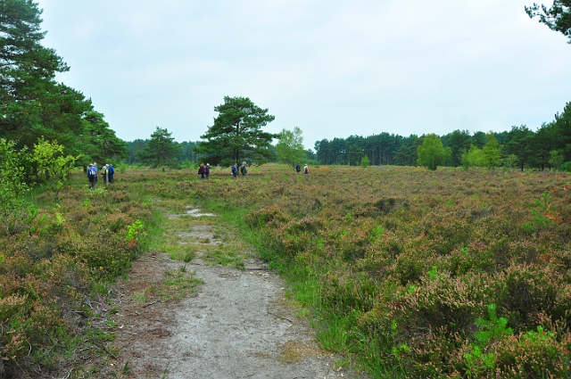 Kath-271.jpg - AVON HEATH, DORSET - 4.9.14
