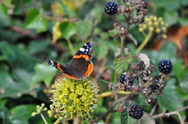 Sandpiper_8640_edited-1.jpg - RED ADMIRAL - PORTLAND BILL - 10.10.09