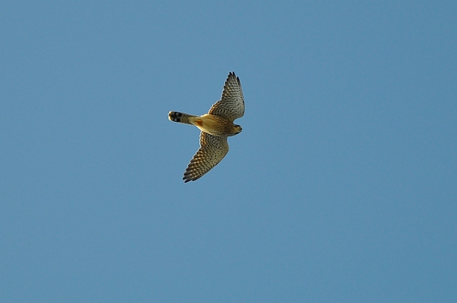 Sandpiper_8665_edited-1.jpg - PEREGRINE - PORTLAND BILL - 10.10.09