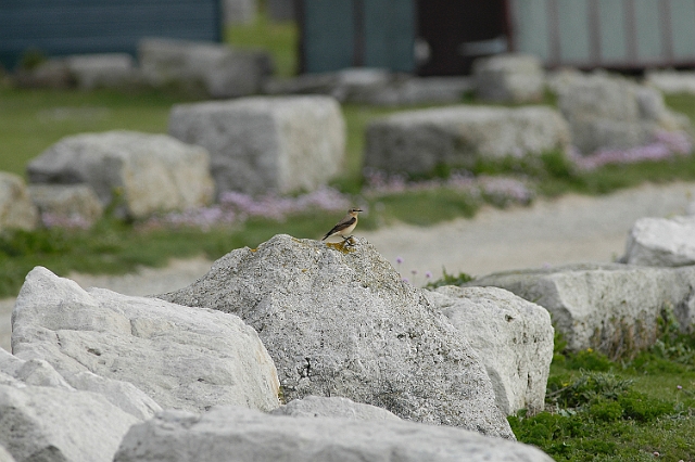 a-3696.jpg - WHEATEAR - PORTLAND BILL, DORSET- 25.5.07