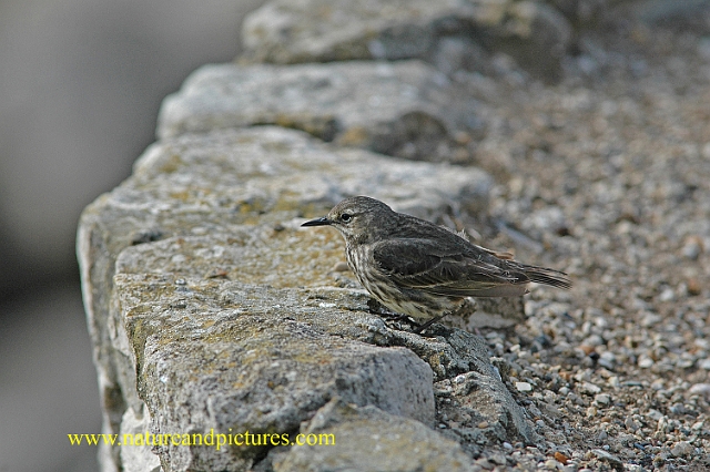 a-3709.jpg - ROCK PIPIT  - PORTLAND BILL,  DORSET - 25.5.07