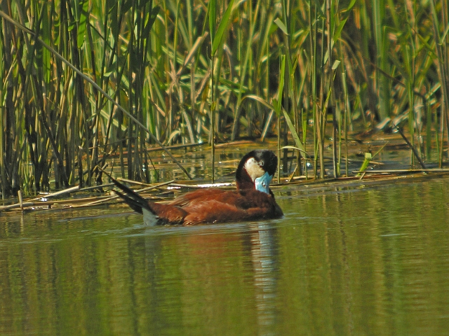 a-3789.jpg - MALE RUDDY DUCK - RADIPOLE - WEYMOUTH, DORSET - 24/5/07