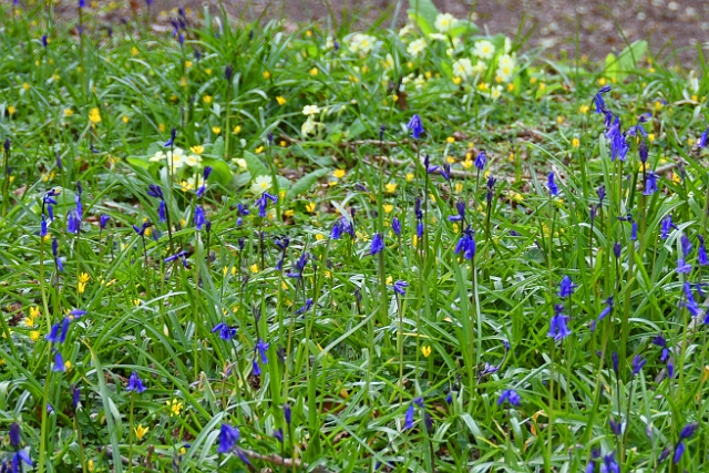 k-226.jpg - NATIVE BLUEBELLS & PRIMROSES AT BERE REGIS - 3 OR 4 MILE WALK OF NATIVE FLORA - 28.4.16