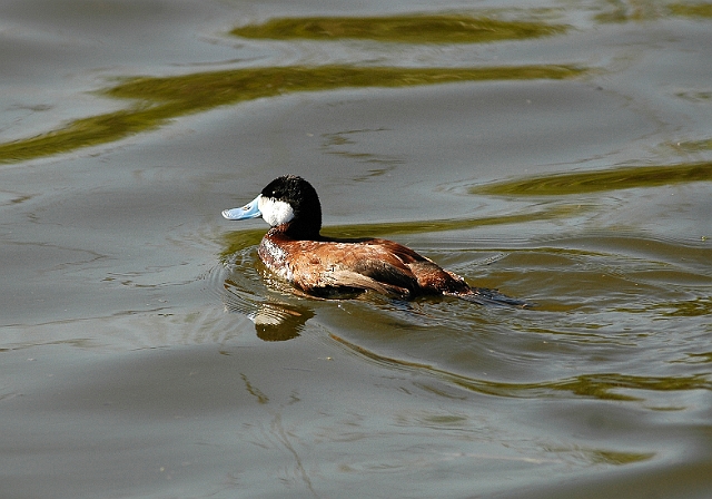 thi-196.jpg - MALE RUDDY DUCK - RADIPOLE