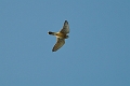 Sandpiper_8665_edited-1
