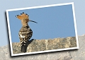 PHOTO_EFFECTS-copy-1-copy-1-copy-3-copy-3-copy-3-copy-1-copy-3-copy-3-copy-copy-copy-copy-copy-copy-copy-copy-copy_edited-11