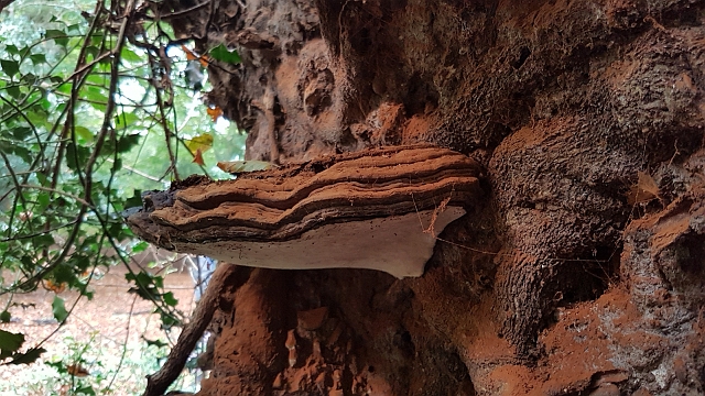 20161014_121134.jpg - FUNGI FORAY WALKS TO MILL LANE, NEW FOREST - OCTOBER 2016