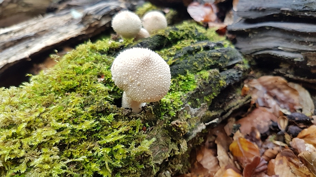 20161014_122912.jpg - FUNGI FORAY WALKS TO MILL LANE, NEW FOREST - OCTOBER 2016