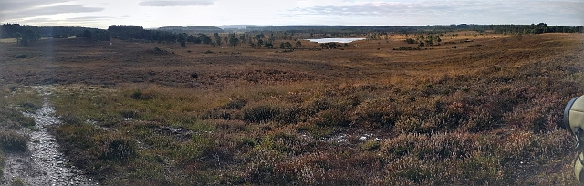 20161019_103108-PANO.jpg - MORDEN BOG, WAREHAM, DORSET WITH DOMINIC COUZENS - 19.10.16