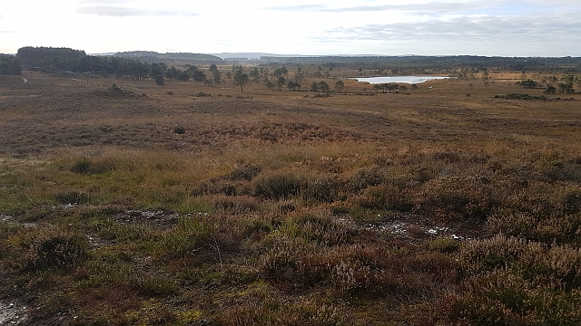 20161019_103108.jpg - MORDEN BOG, WAREHAM, DORSET WITH DOMINIC COUZENS - 19.10.16