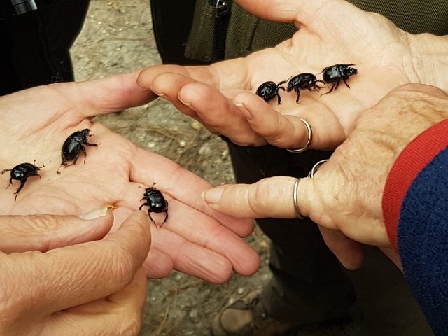 20161028_121839.jpg - DOR BETTLES - NEW FOREST - 28.10.16 - IPHONE - THESE (AND MORE) FOUND TOGETHER - MYSTERY