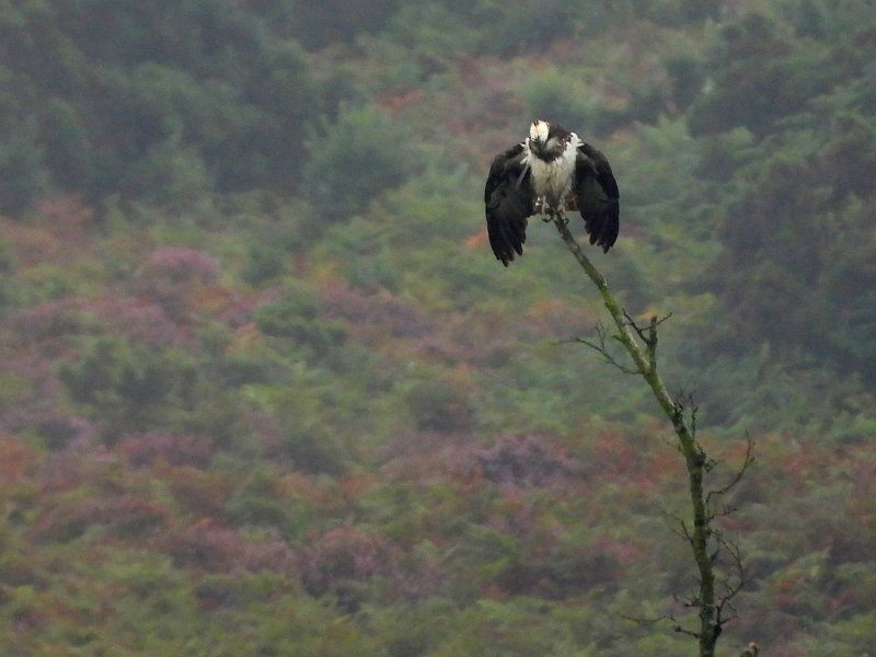 LP-01.jpg - OSPREY - POOLE HARBOUR - 26.8.19 - DRYING