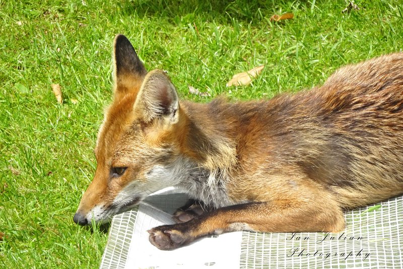 LP-02.jpg - FOX IN THE BNSS GARDEN, BOURNEMOUTH - 11.6.19