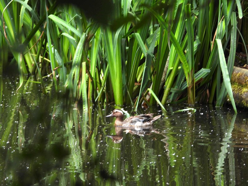 LP-03.jpg - GARGANEY - MUDEFORD, CHRISTCHURCH, DORSET - SPRING 2019