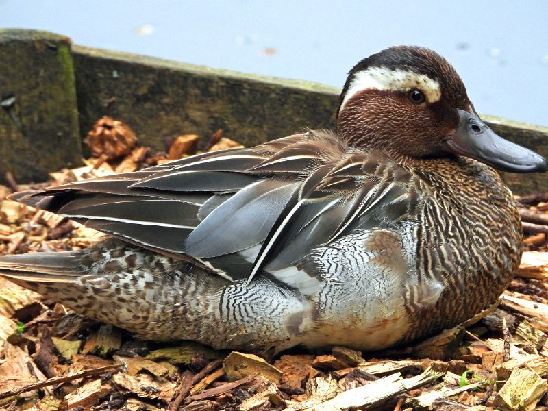 LP-04.jpg - GARGANEY - MUDEFORD, CHRISTCHURCH, DORSET - SPRING 2019 - SEE SPEICALS FOR MORE OF THIS