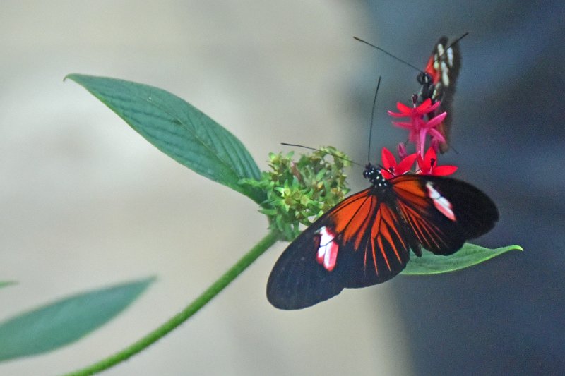 LP-06.jpg - CLIVE FARRELL'S BUTTERFLY FARM - DORSET - 6.6.19