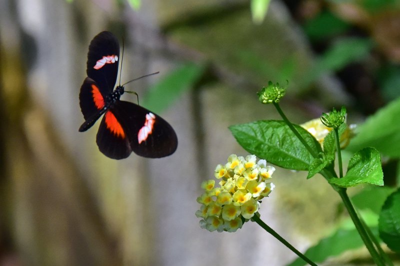 LP-07.jpg - CLIVE FARRELL'S BUTTERFLY FARM - DORSET - 6.6.19