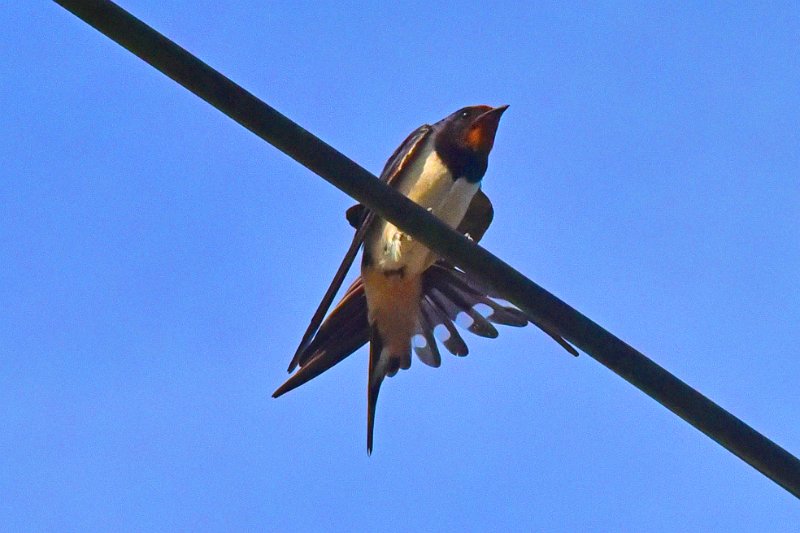LP-08.jpg - SWALLOW - BERE REGIS, DORSET - 6.6.19