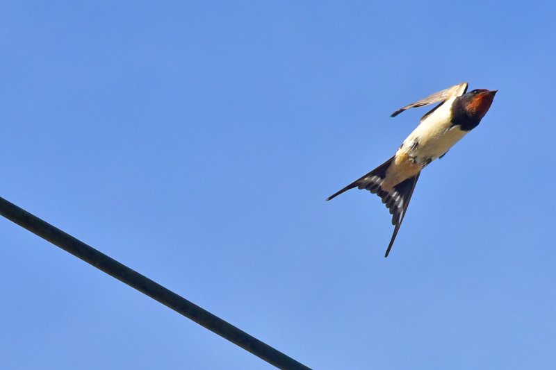 LP-09.jpg - SWALLOW - BERE REGIS, DORSET - 6.6.19