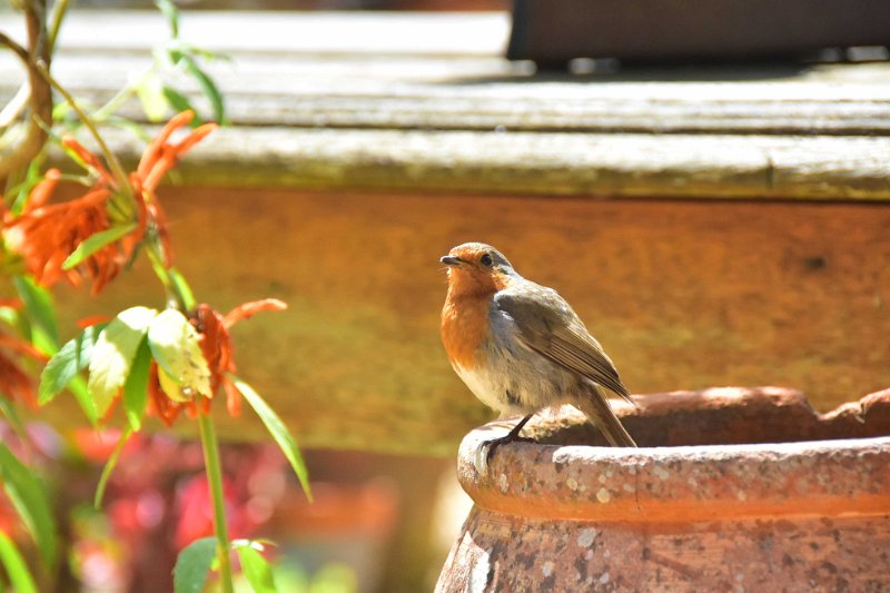 LP-13.jpg - KNOLL GARDENS DORSET - SUMMER 2019 - ROBIN